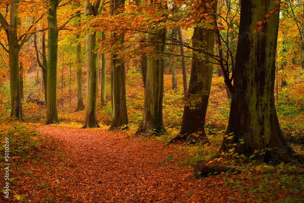 autumn in the forest autumn in the forest