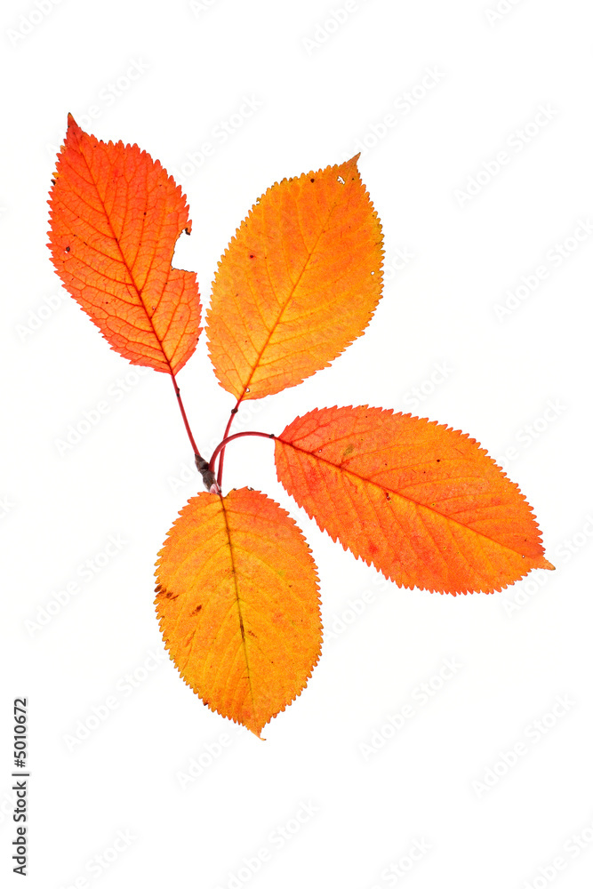 Four autumn leaves Four autumn leaves