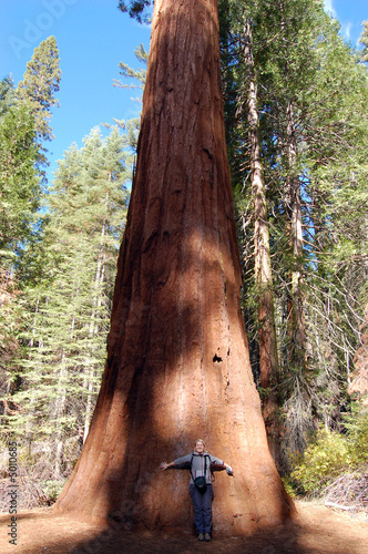 Giant Tree