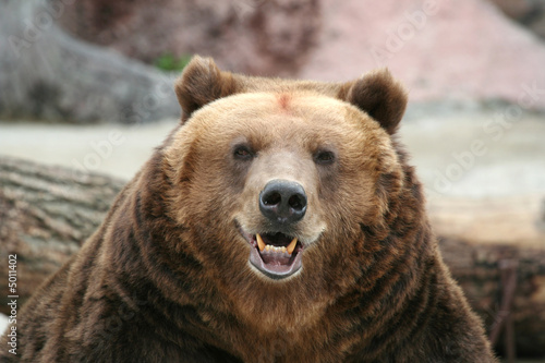 Brown Bear