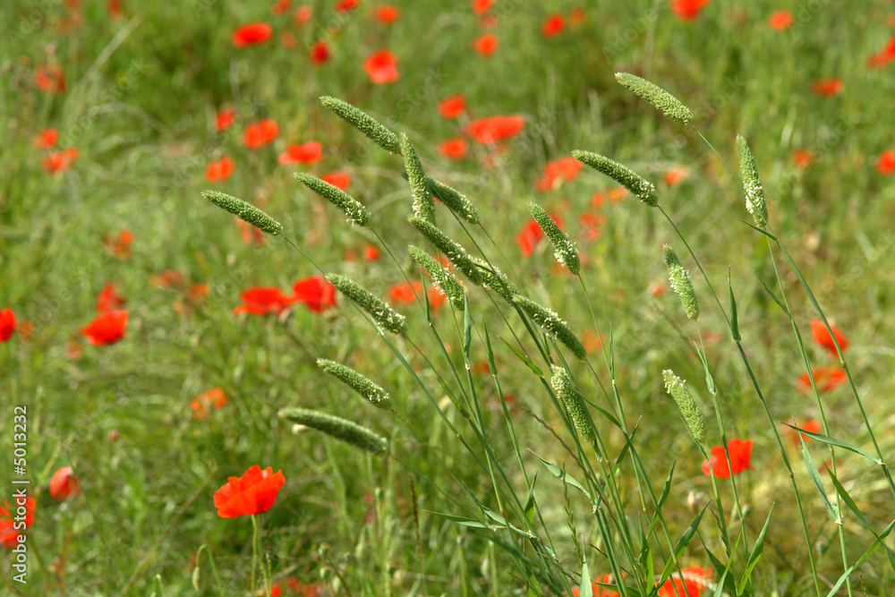 Coquelicots dans une prairie.