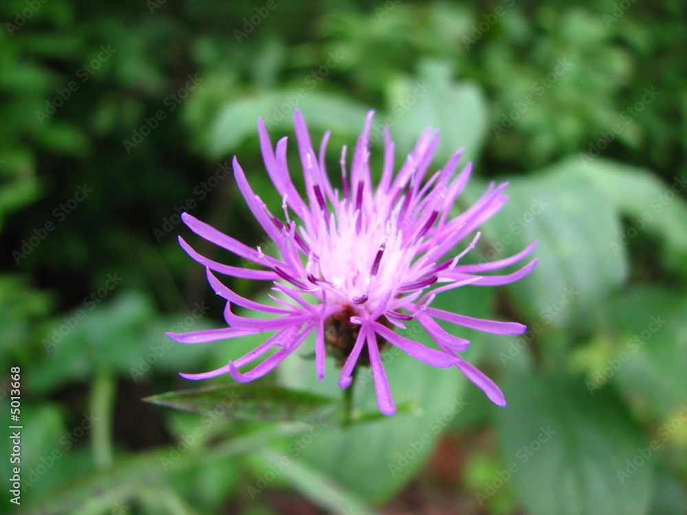 Purple Flower Closeup Purple Flower Closeup