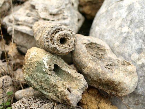 pierre fossilisé