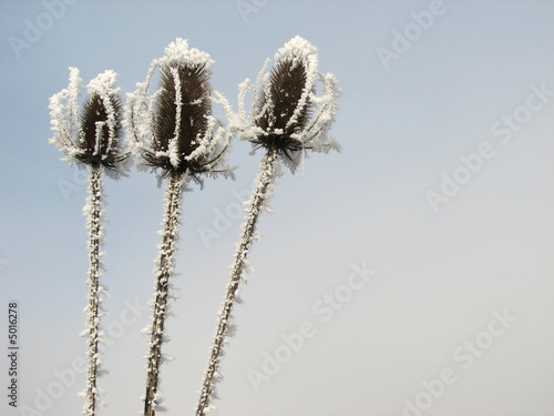 Three Frozen Heads