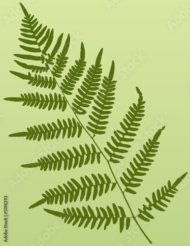 Fern Frond
