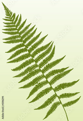 Single fern frond