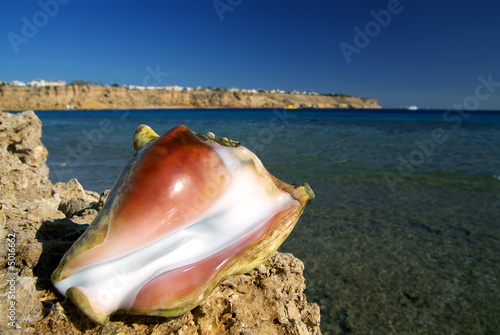 Tropical shell and Red sea