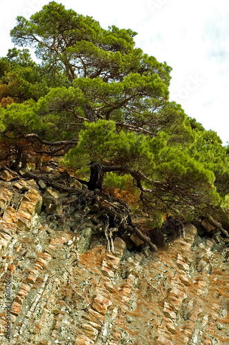 tree on rock photo