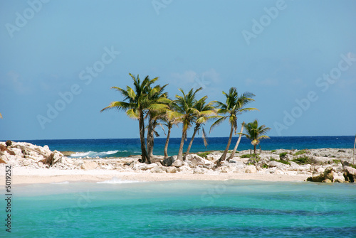 Coconut palm trees on a island