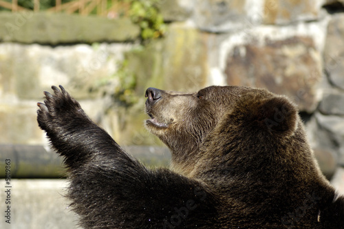 Brown bear in zoo speaks good-bye. Kaliningrad, Russia.