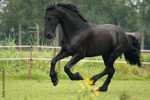 Galloping horse