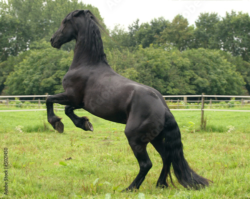 Foto Black horse rearing