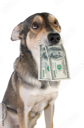 Photography Dog with money