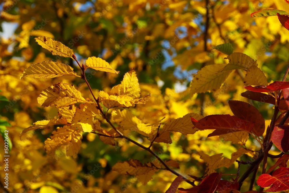 Obraz premium Herbstlaub 05