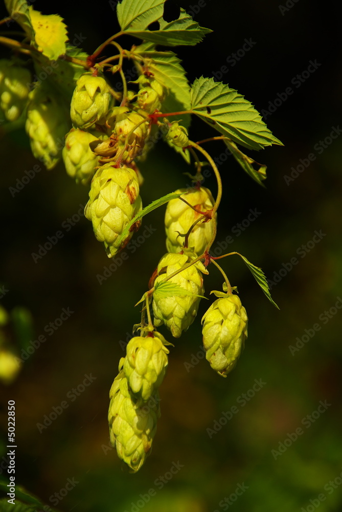 Hopfen 03 Hopfen 03