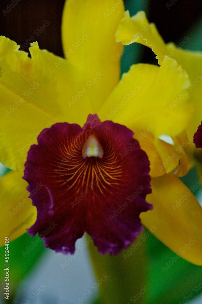 Naklejka premium Palmiarnia in Lodz, Poland