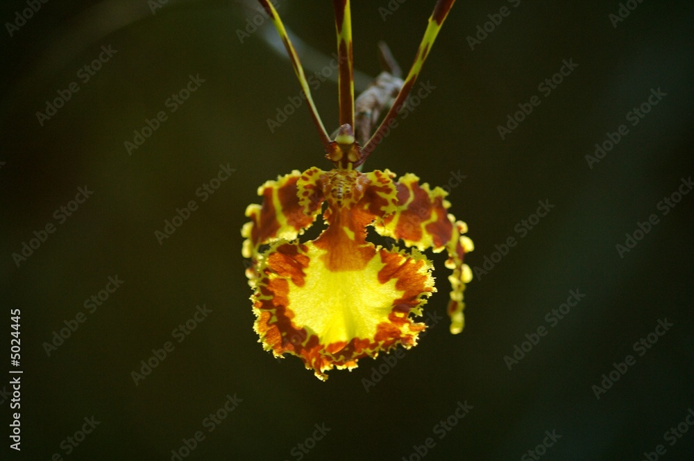 Fototapeta premium Palmiarnia in Lodz, Poland