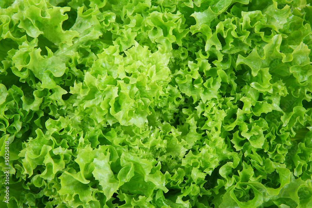 insalata 1 insalata 1