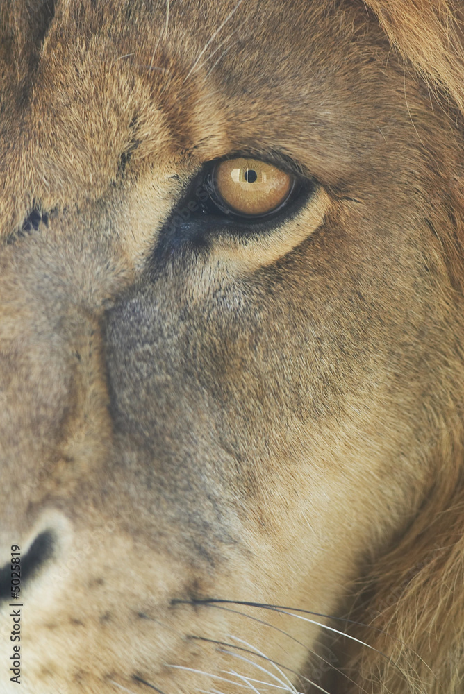 Lion's eye