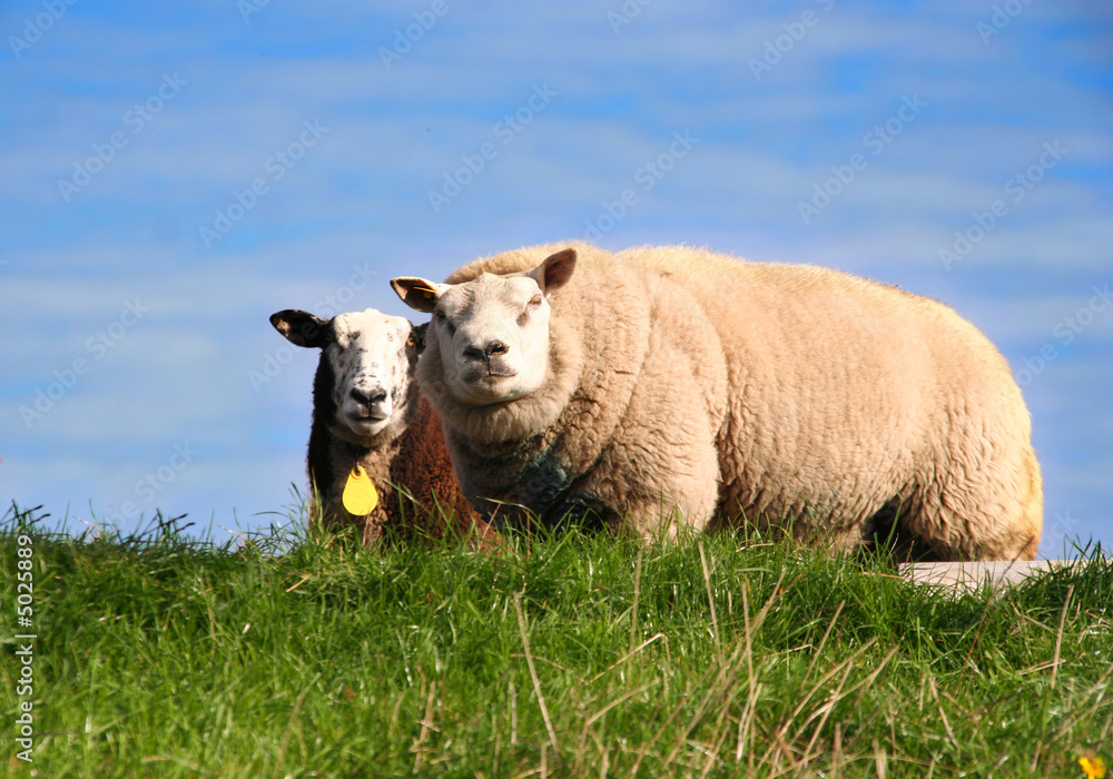 Obraz premium Sheep