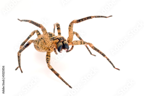 menacing spider © Stéphane Bidouze