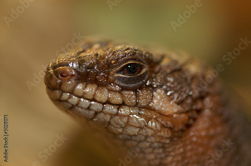 Gidgee Skink