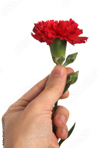 red carnation