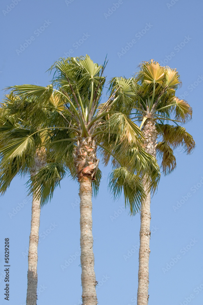 Obraz premium Palm trees waving in a breeze