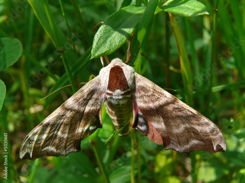 Butterfly Hawkmoth 7 photo