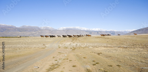 Horses on Kuraiskaya steppe photo