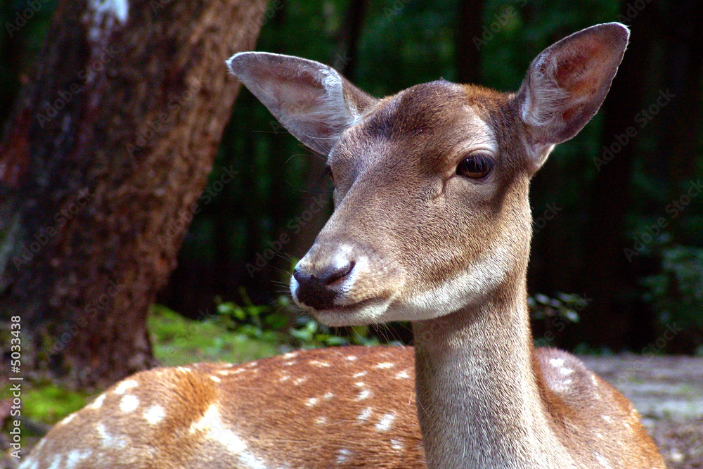 Reh im Wald