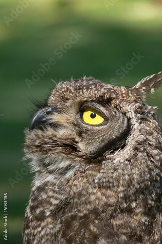 spotted eagle owl looking up