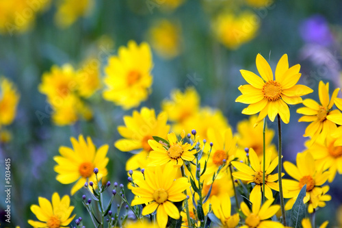 Wildflowers in Yellowstone National park, USA photo