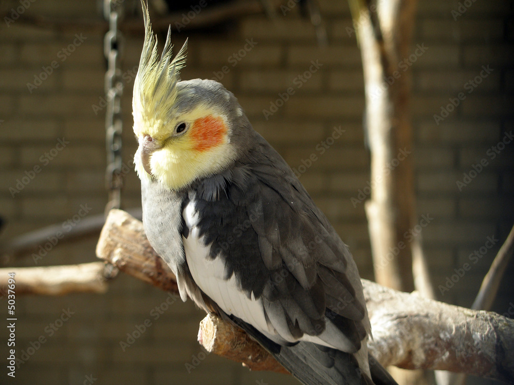 parrot parrot
