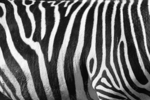  photo of a zebra texture Black and White