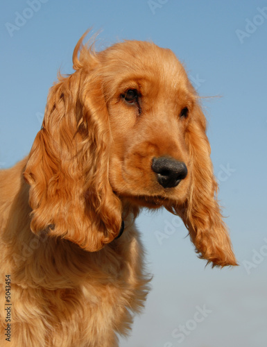 Bebe Cocker Stock Photo Adobe Stock