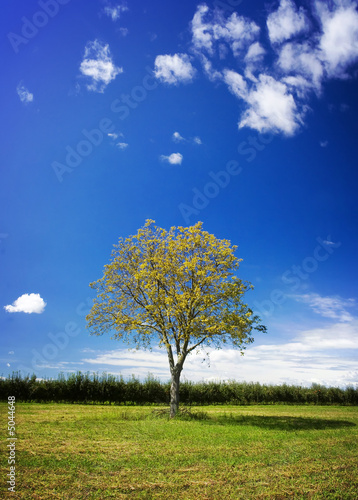 Walnut tree in the field