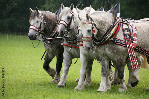 Percheron