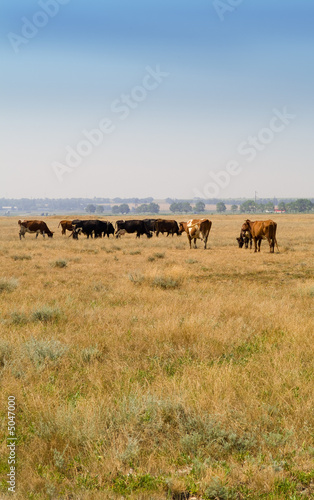 Rural landscape © mashe