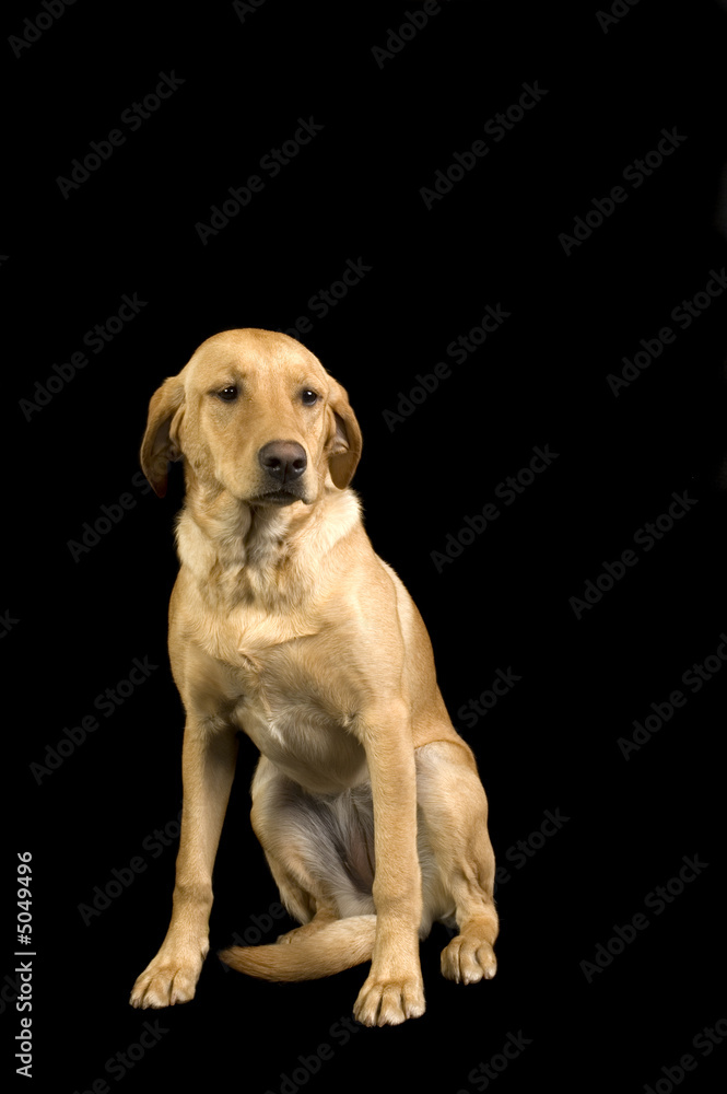 Golden Labrador puppy