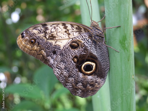 photo de papillon photo