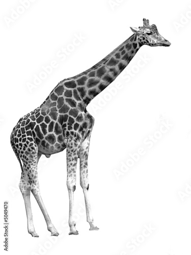 photo girafe d  tour  