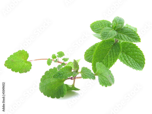 Принти на полотні mint