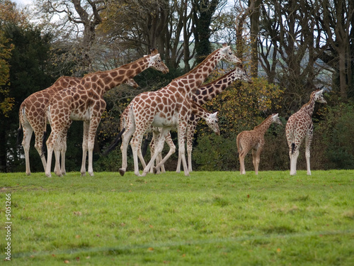 giraffes