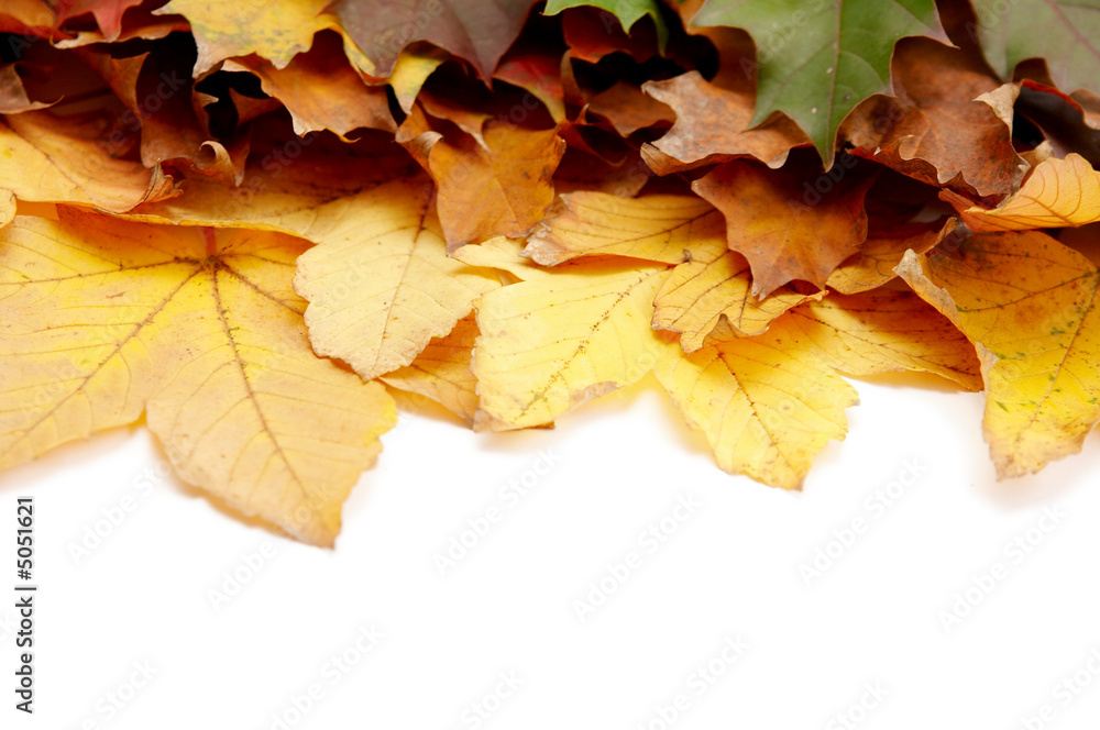 Colorful autumnal leaves Colorful autumnal leaves