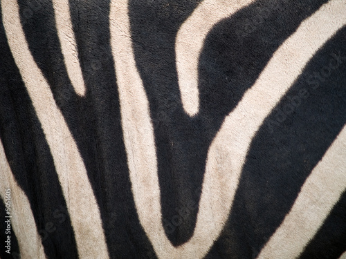 zebra skin