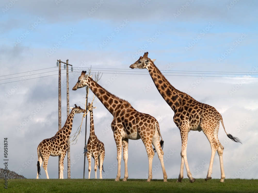 Obraz premium giraffes