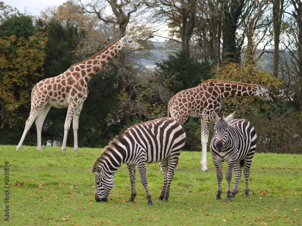 Obraz premium giraffes ans zebras