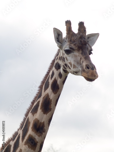 Fototapeta Naklejka Na Ścianę i Meble -  giraffe