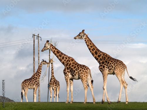Photography giraffes